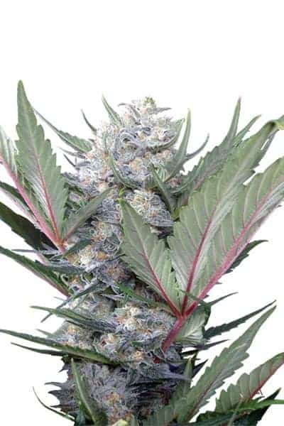 Sweet Skunk FV Феминизированные фотопериодные семена конопли