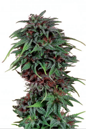 Durban Poisonular Регулярные семена конопли