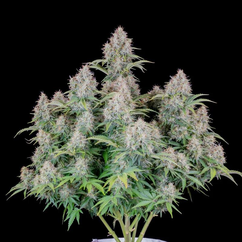 Original Auto Cinderella Автофеминизированные семена конопли — фото 2