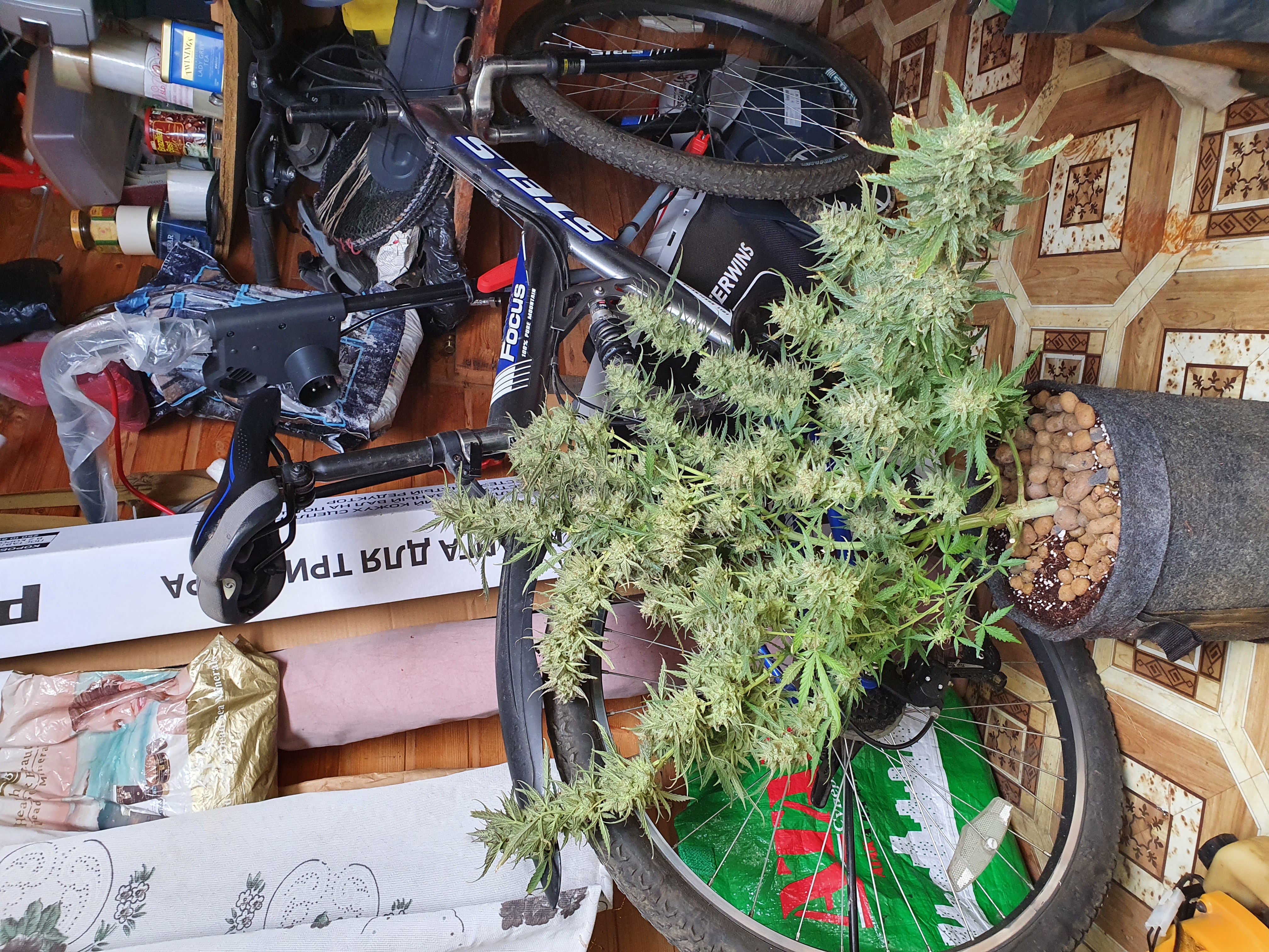 Fast Buds West Coast O.G. Auto Автоцветущие семена конопли — фото 6