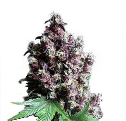 Frisian Duck фотопериодный семена конопли