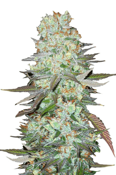 G14 Auto Автоцветущие феминизированные семена конопли