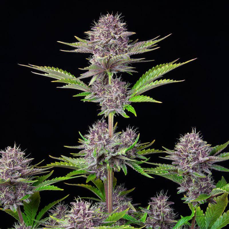 Purple Punch Auto Автофеминизированные семена конопли