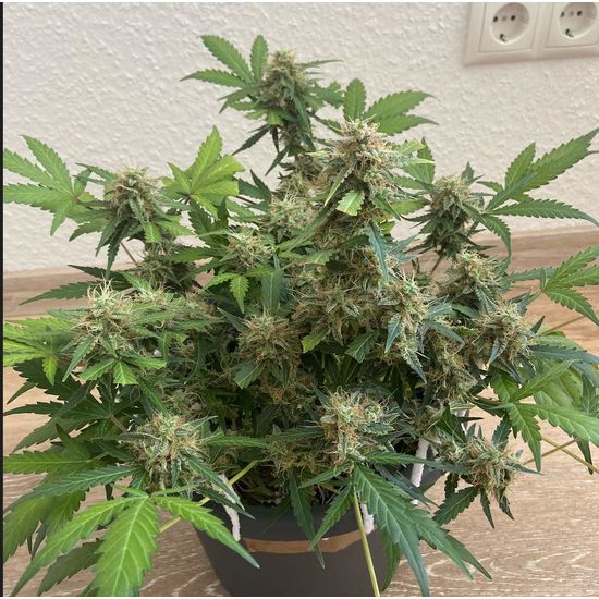 RQS Haze Berry Auto Автоцветущие семена конопли — фото 3