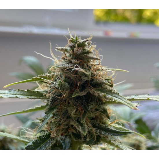 RQS Haze Berry Auto Автоцветущие семена конопли — фото 4