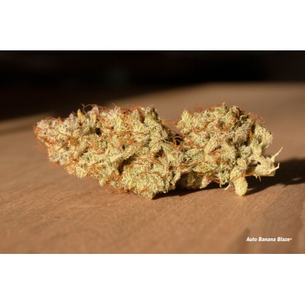 Auto Banana Blaze Автоцветущие феминизированные семена конопли — фото 3