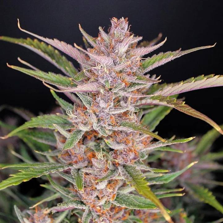 Gorilla Punch Auto Автофеминизированные семена конопли — фото 3