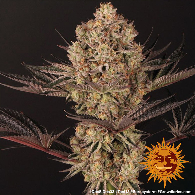 Barney Farm Dos Si Dos 33 Феминизированные семена конопли — фото 3