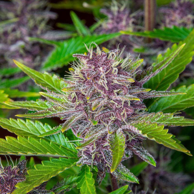 Purple Punch Auto Автофеминизированные семена конопли — фото 2