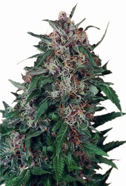 Hollands Hope Фотопериодные семена конопли