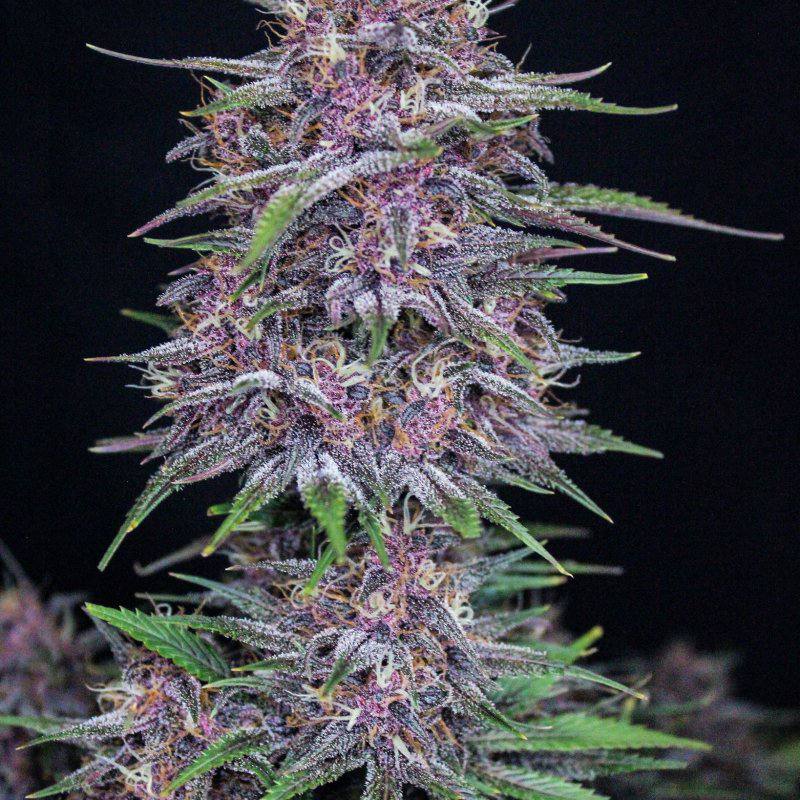 Banana Purple Punch Auto Автофеминизированные семена конопли — фото 3