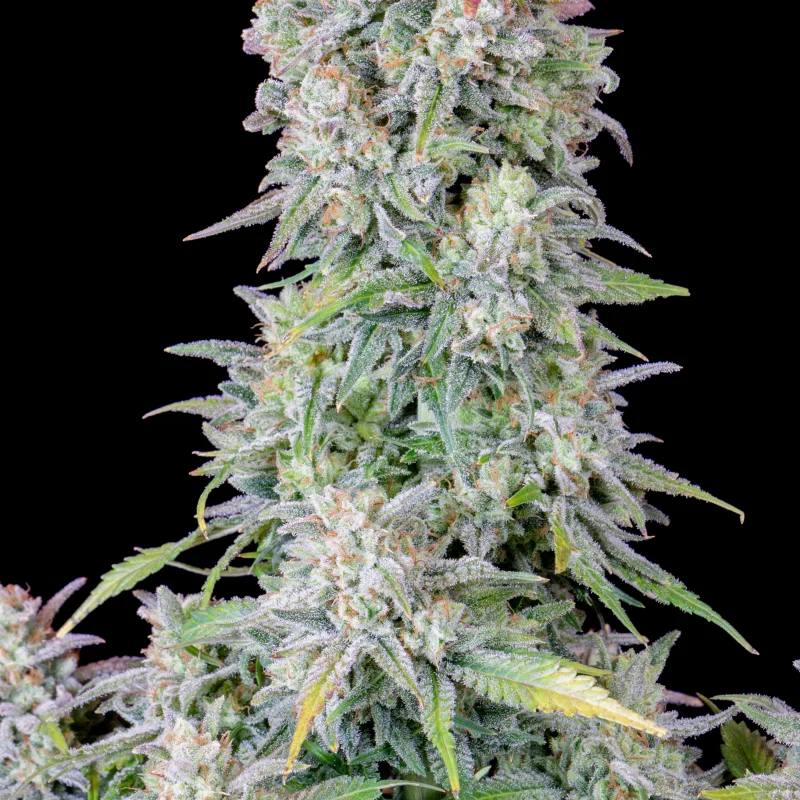 Original Auto Afghan Kush автофеминизированные семена конопли — фото 3