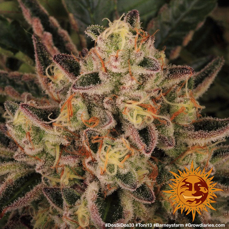 Barney Farm Dos Si Dos 33 Феминизированные семена конопли — фото 4