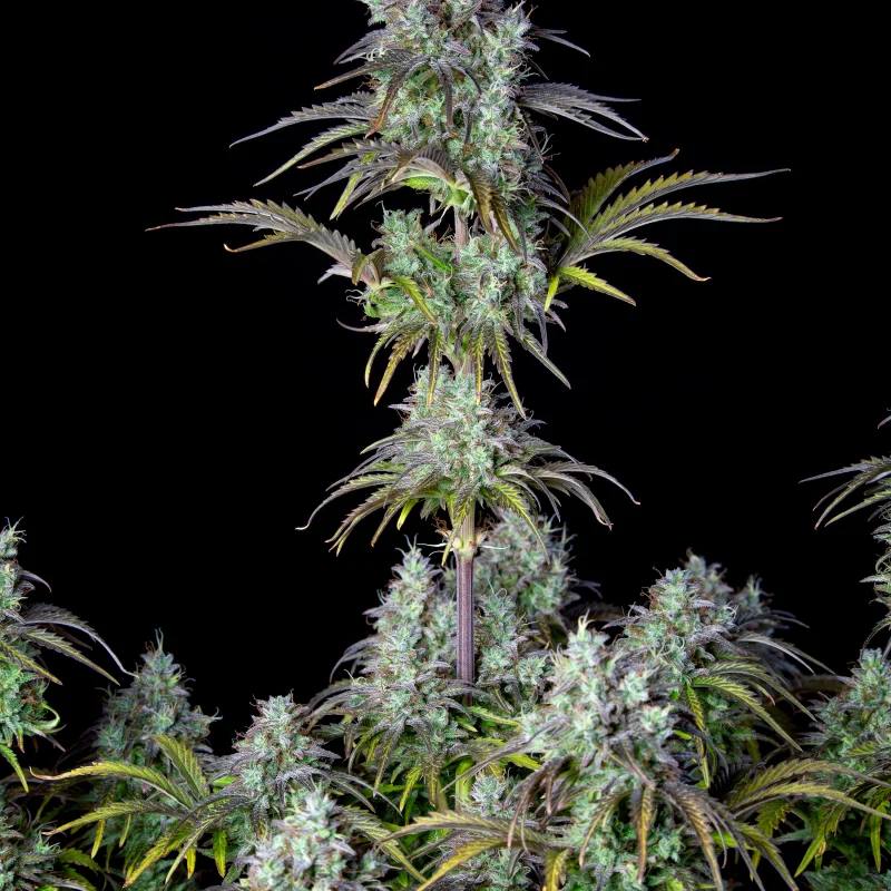 Original Auto Big Bud Автофеминизированные семена конопли — фото 3