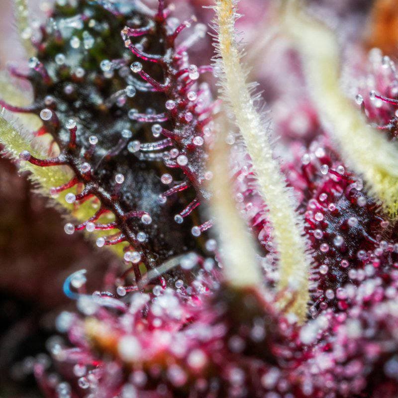 Purple Punch Auto Автофеминизированные семена конопли — фото 3