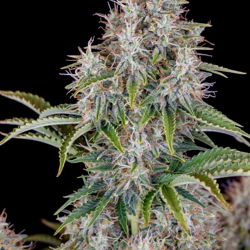 Original Auto Cinderella Автофеминизированные семена конопли — фото 4