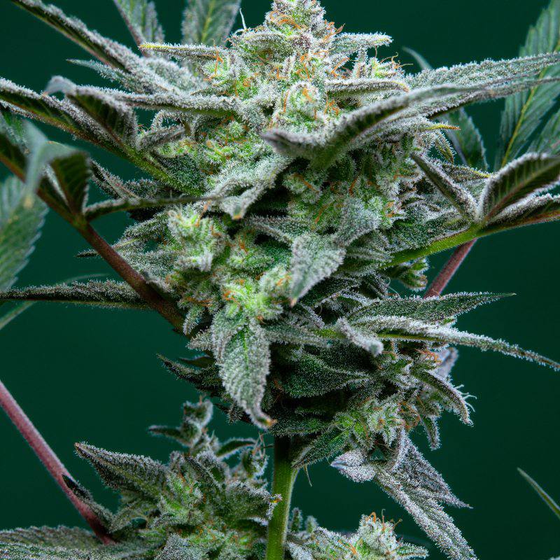 Strawberry Gorilla Auto Автофеминизированные семена конопли — фото 5
