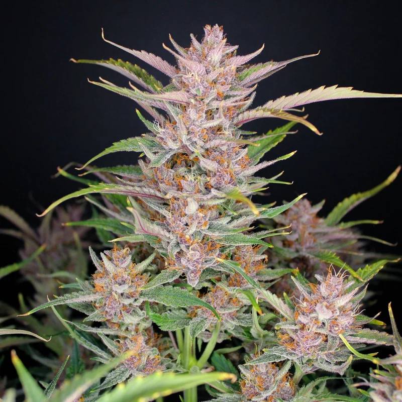 Gorilla Punch Auto Автофеминизированные семена конопли — фото 5