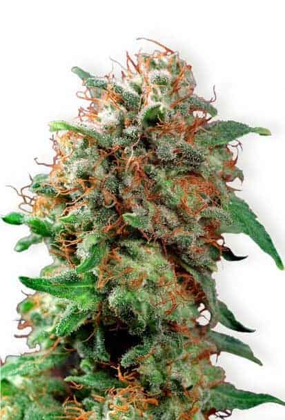 Mazar Фотопериодные семена конопли