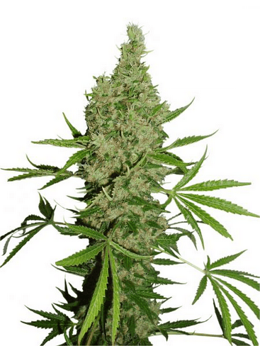 White Widow X Ultimate фотопериодные семена конопли