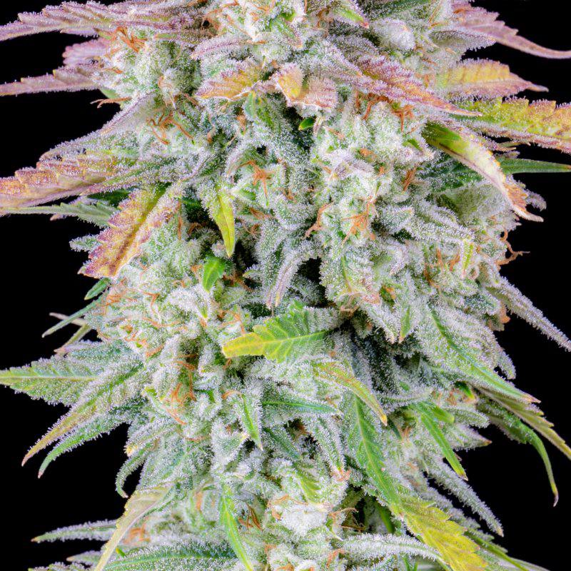 Original Auto Afghan Kush автофеминизированные семена конопли — фото 7