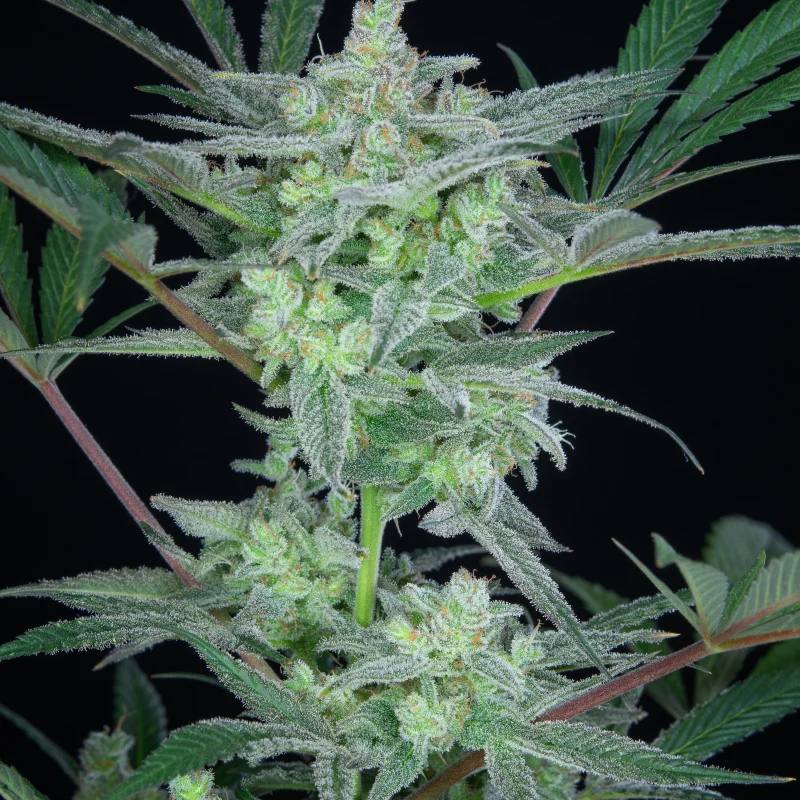 Strawberry Gorilla Auto Автофеминизированные семена конопли — фото 9