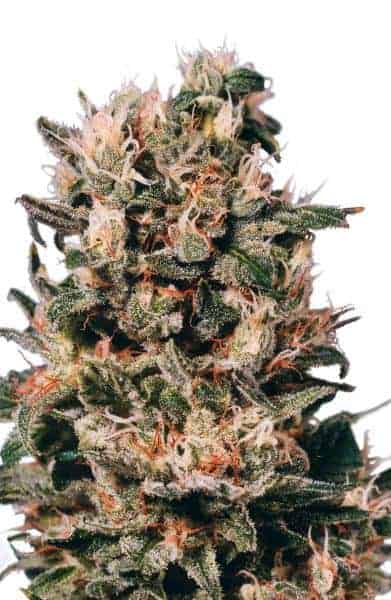 Dutch Passion Euforia регулярные фотопериодные семена конопли