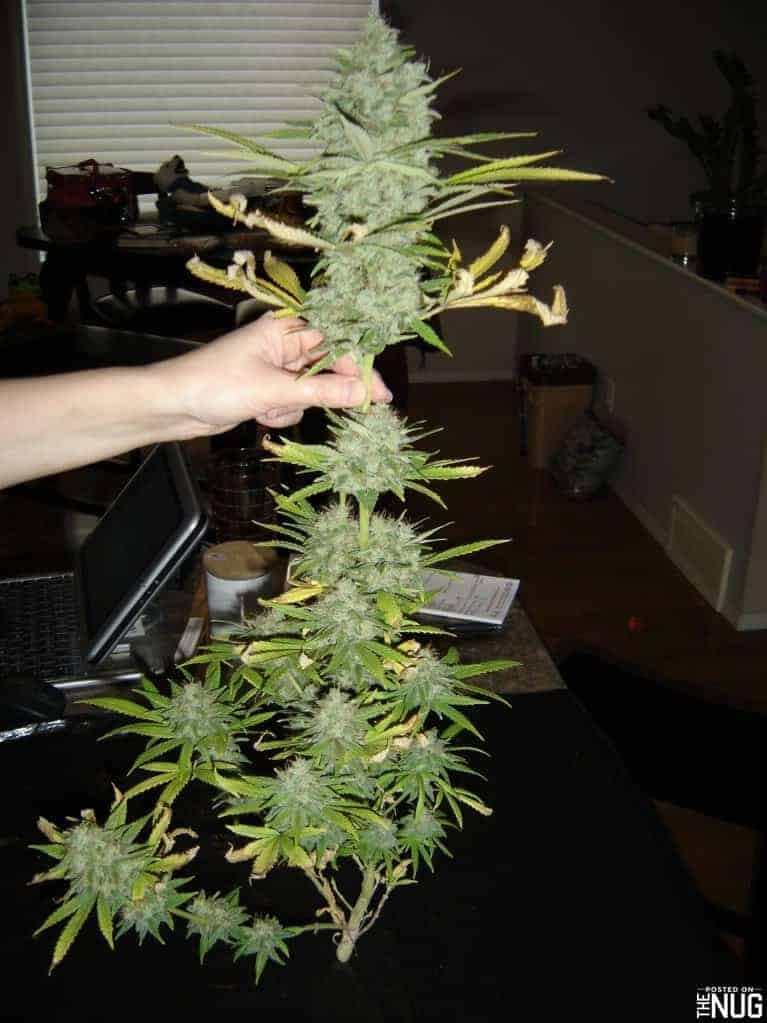 Barney's Farm Acapulco Gold Фотопериодная семена конопли — фото 3