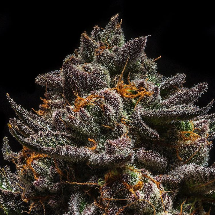 Animal Cookies x Do-Si-Dos фотопериодные семена конопли