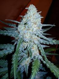 Auto Night Queen Автофеминизированные семена конопли — фото 3