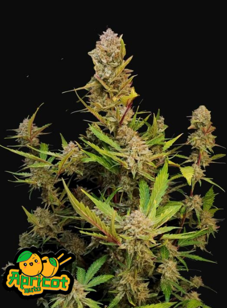 Apricot Auto Автофеминизированные семена конопли