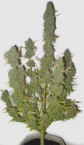 Auto Ultimate автофеминизированные семена конопли