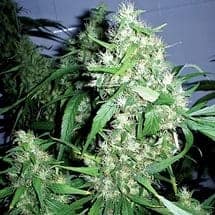 Auto Critical Kush Автоцветущие семена конопли — фото 4