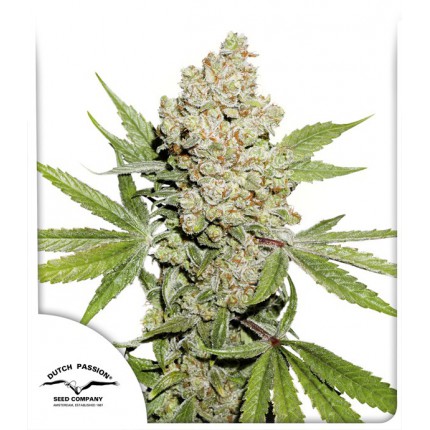 Auto Lemon Kix Автоцветущие семена конопли