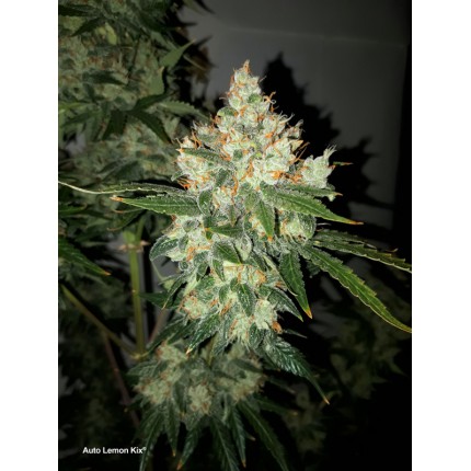 Auto Lemon Kix Автоцветущие семена конопли — фото 3