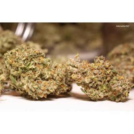 Auto Lemon Kix Автоцветущие семена конопли — фото 4