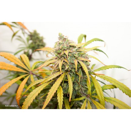 Auto Lemon Kix Автоцветущие семена конопли — фото 5