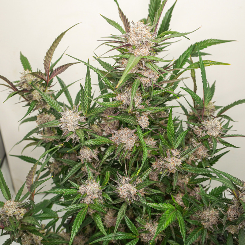 Dutch Passion Auto Mimosa Punch Автоцветущие феминизированные семена конопли — фото 3