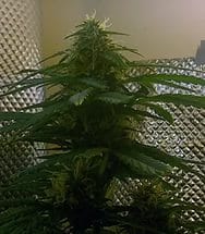 Auto Pineapple Express Автоцветущие феминизированные семена конопли — фото 2