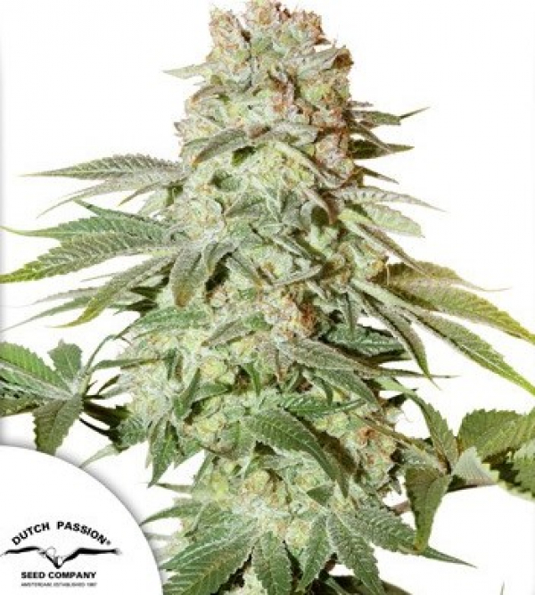 Auto Power Plant Автоцветущие феминизированные семена конопли