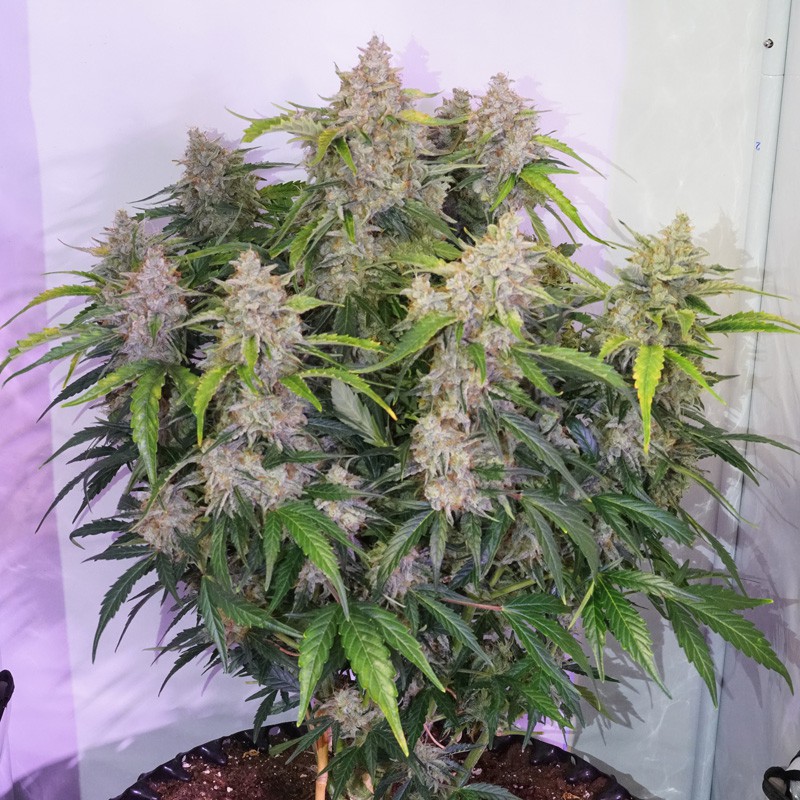 Auto Skywalker Haze Автофеминизированные семена конопли — фото 3