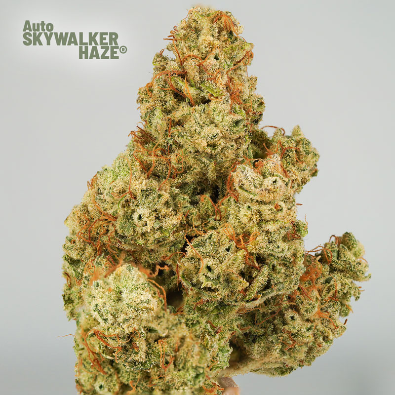 Auto Skywalker Haze Автофеминизированные семена конопли — фото 4