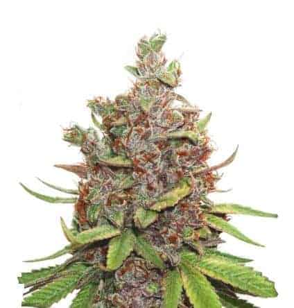 Auto Glueberry OG Автофеминизированные семена конопли