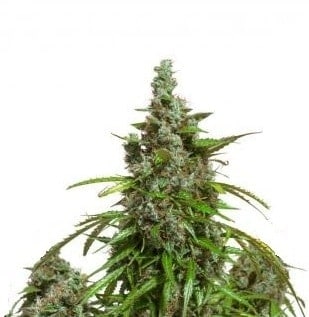 Auto Mazar Автоцветущий гибрид семена конопли — фото 2