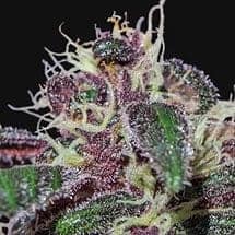 Barney's Farm Ayahuasca Purple фотопериодные семена конопли — фото 2