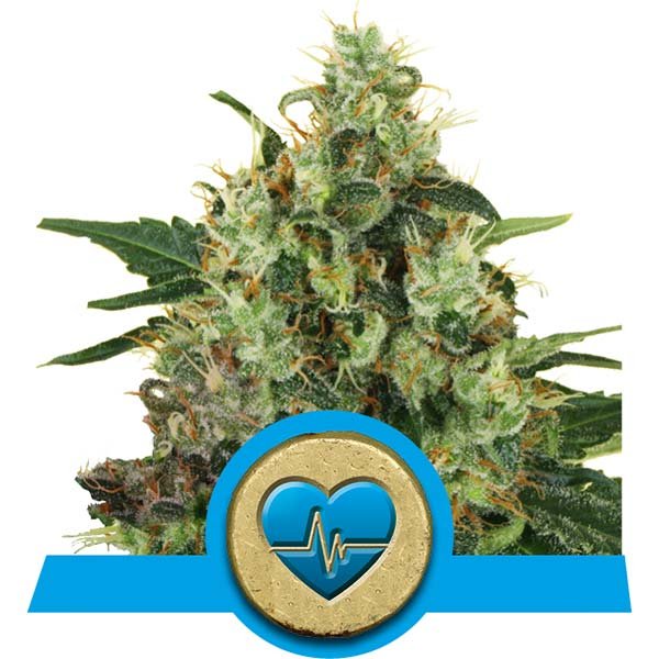 Medical Mass CBD фотопериодные семена конопли