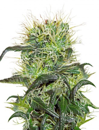 Bad Azz Kush Фотопериодные семена конопли