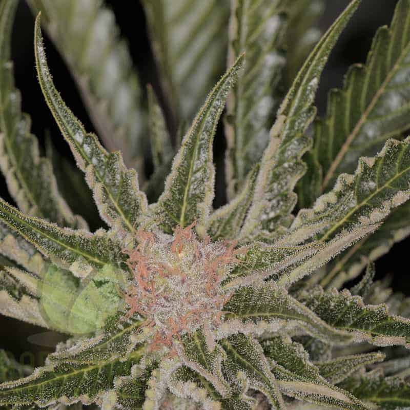 Bad Azz Kush Фотопериодные семена конопли — фото 2