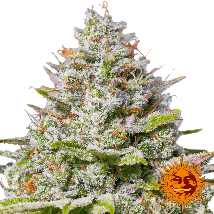 Blue Gelato 41 Фотопериодные семена конопли