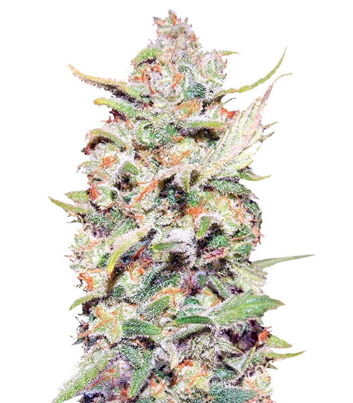 Peyote Critical Фотопериодные семена конопли